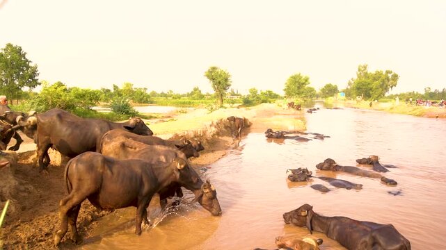 A peaceful scene of Pakistani buffaloes enjoying in the cannal of Punjab, Pakistan. Perfect for showcasing rural life and agriculture in Pakistani countryside