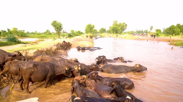 A peaceful scene of Pakistani buffaloes enjoying in the cannal of Punjab, Pakistan. Perfect for showcasing rural life and agriculture in Pakistani countryside