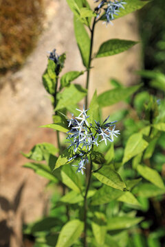 Closeup of Eastern Bluestar flowers in Spring, Derbyshire England
