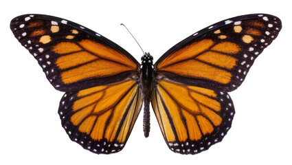Monarch butterfly with orange and black wings and white spots © Gael
