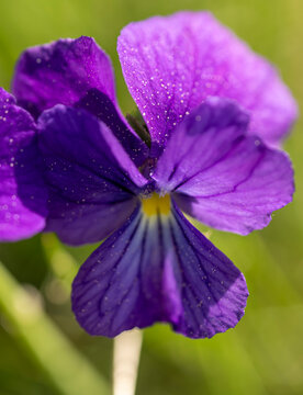 Viola calcarata, Flower Macro with Selective Focus, Close up macro photograph of a purple Viola flower in natural sunlight. Fine petal details, vibrant violet and soft green background create a bea