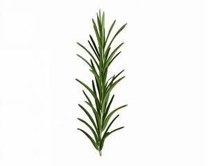 Obraz premium Organic Rosemary Plant for Culinary and Herbal Use