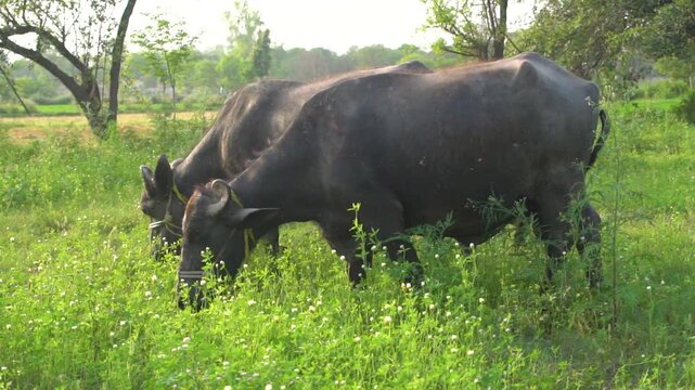 A peaceful scene of Pakistani buffaloes grazing in the lush fields of Punjab, Pakistan. Perfect for showcasing rural life and agriculture in Pakistani countryside