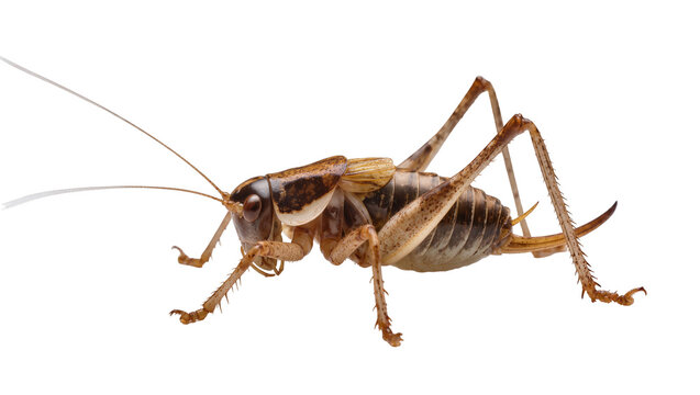 Brown cricket insect with long antennae and spiny legs