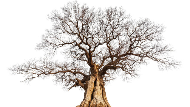 Ancient gnarled oak tree with bare branches against white