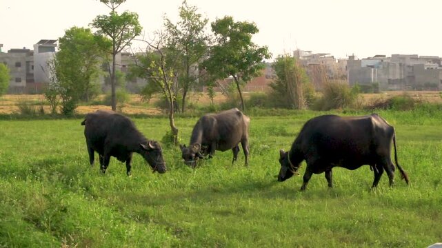 A peaceful scene of Pakistani buffaloes grazing in the lush fields of Punjab, Pakistan. Perfect for showcasing rural life and agriculture in Pakistani countryside
