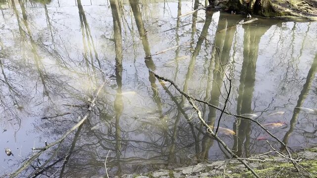 Crystal Clear Forest River with Fish Swimming Beneath Reflective Water Surface in Natural Woodland