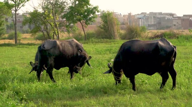 A peaceful scene of Pakistani buffaloes grazing in the lush fields of Punjab, Pakistan. Perfect for showcasing rural life and agriculture in Pakistani countryside