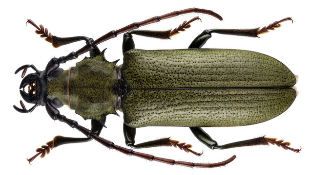 Green beetle with long antennae and spiky thorax