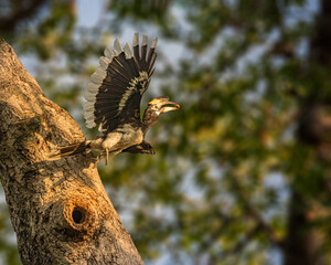 Oriental pied Hornbill © YK