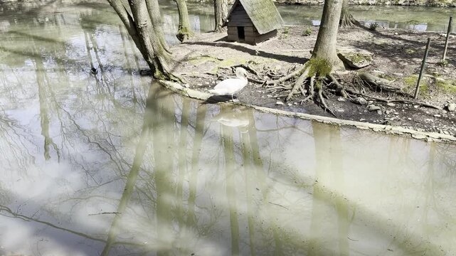 White Swan Swimming on Peaceful Forest Stream Near Wooden Swan House with Tree Reflections
