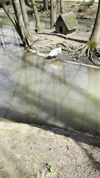 White Swan Standing on Forest River Bank Near Small Wooden House with Tree Reflections