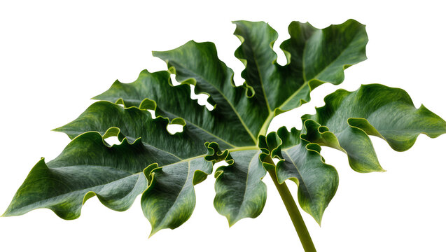 Green wavy elephant ear leaf with textured surface
