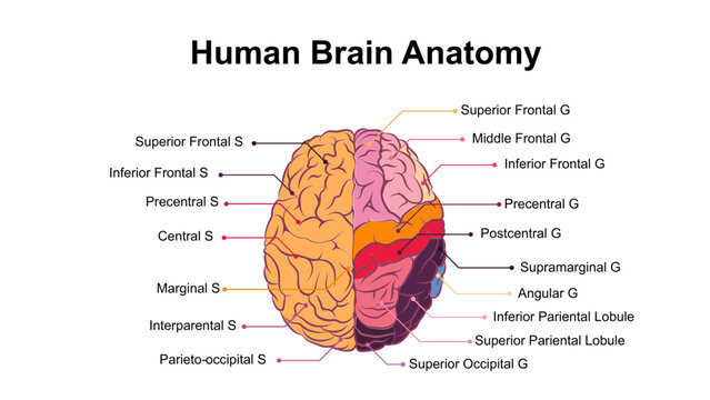 Human Brain Anatomy Diagram with Lobes and Gyri