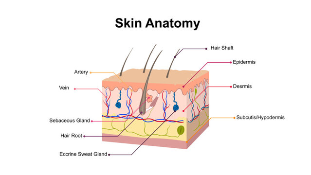 Skin Anatomy Diagram with Hair Follicle and Glands