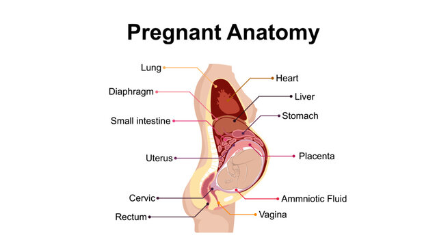 Pregnant Anatomy Diagram with Internal Organs