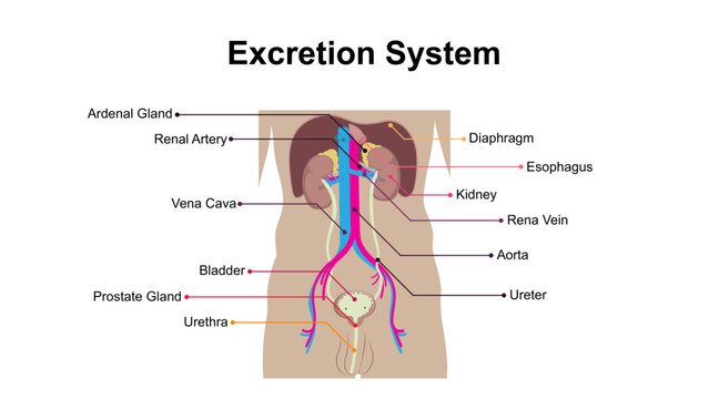 Human Excretion System Diagram with Labeled Organs