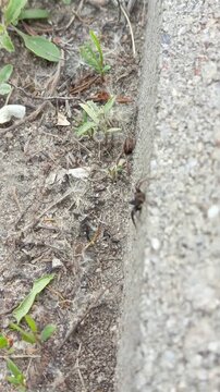 The poisonous spider Lycosidae crawls along the asphalt road. The life of tarantulas.