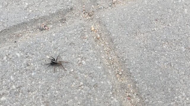 The poisonous spider Lycosidae crawls along the asphalt road. The life of tarantulas.