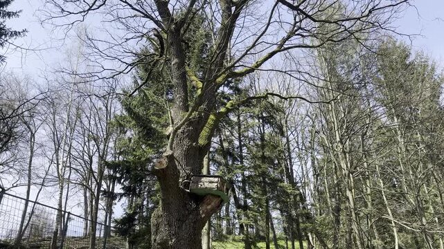 Old Tree with Wooden Bird Feeder Feederhouse in Spring Forest Against Blue Sky