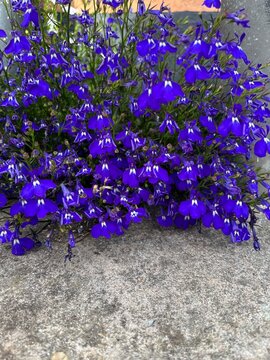 Trailing Blue Lobelia erinus Flowers in Hanging Basket with Abundant Summer Blooms