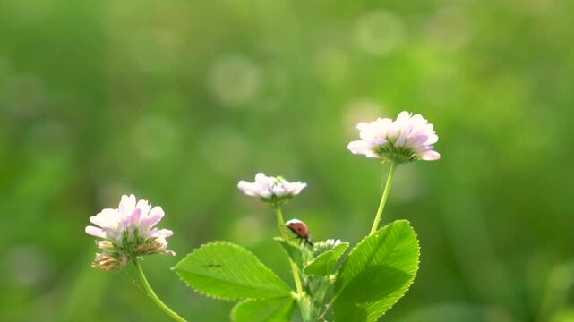 Slow motion Insect bees gather nectar on rapeseed flowers honey bee busy in oilseed field works hard to collect the pollen honey at spring sunny day
