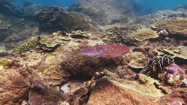Observe a beautiful cuttlefish swimming over a colorful coral reef in the clear ocean
