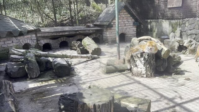 Red fox resting on logs in a zoo enclosure