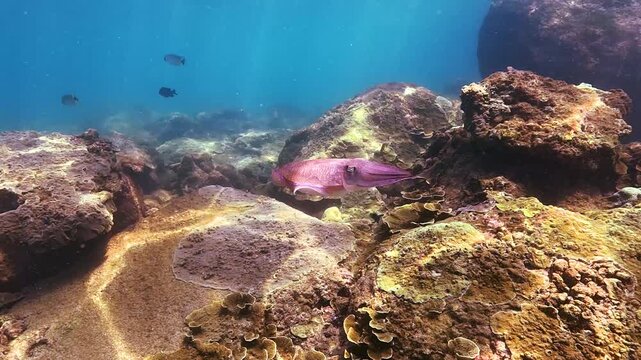 A colorful cuttlefish swims gracefully over a coral reef and rocky bottom. A pink jellyfish floats nearby in the clear blue waters of Similan Islands, Thailand