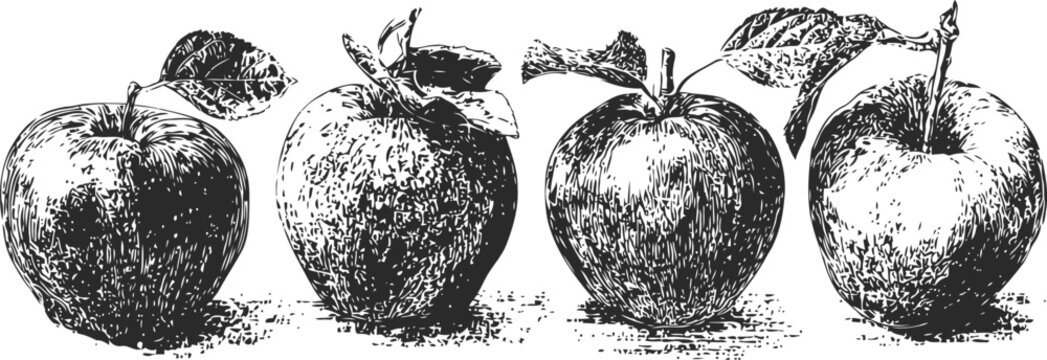 vintage detailed black and white apple illustrations with leaves and stems