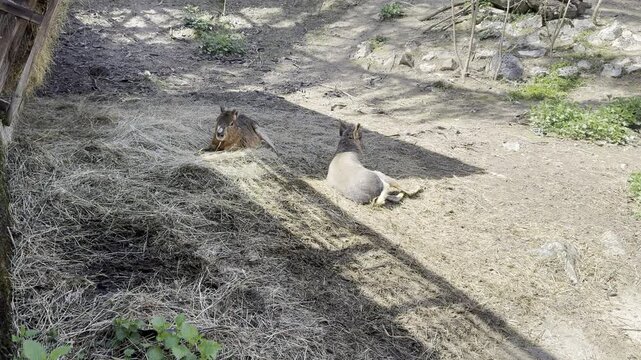 Domestic goats standing and grazing in a zoo enclosure