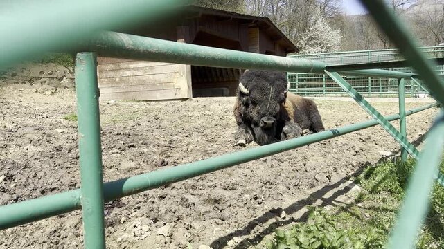 American bison lying on the ground behind a green metal fence in a zoo enclosure