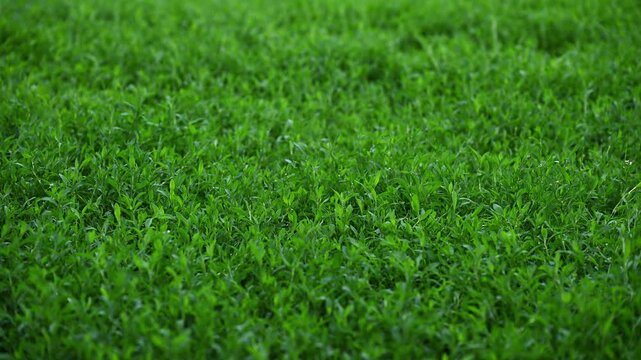 Common Knotgrass Swaying in Wind. Polygonum aviculare Green Ground Cover. 4K 60fps