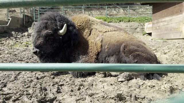 Close-up of an American bison resting on muddy ground behind metal bars in a zoo enclosure