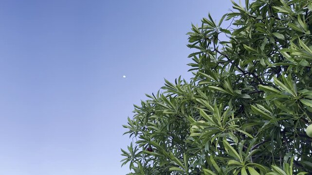 4K HDR nature footage of a lush tropical tree canopy 
with green leaves moving gently against a vivid clear 
blue sky in Thailand. Rich BT.2020 HDR color profile. 
Natural daylight. No people. 