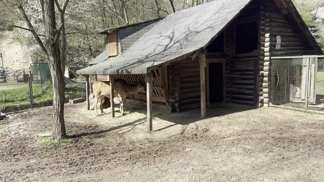 Antelopes standing under a wooden shelter in a zoo enclosure