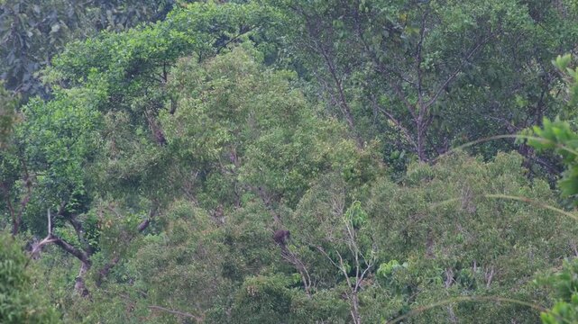 Philippine Long-Tailed Macaques Foraging And Feeding In Tropical Forest Canopy, Palawan Philippines