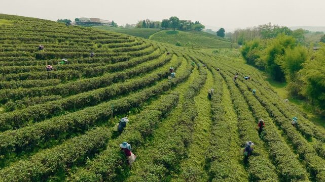 Tea harvest workers picking leaves on terraced slopes.