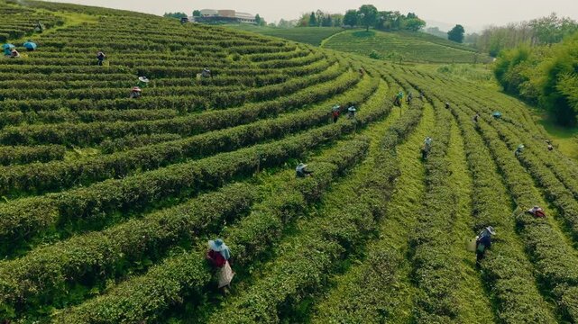 Top view of tea pickers scattered across curved green rows.