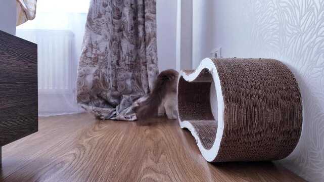Cat sits beside a scratching post in a cozy room with light wood floor and curtains visible, capturing a moment of curiosity