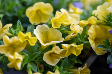 Obraz premium Yellow spring flowers in a garden with tulips daffodils and blooming blossoms