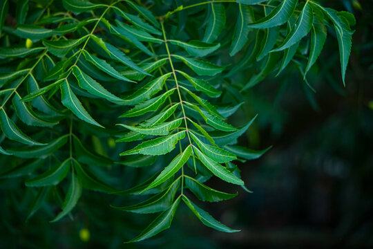 Closeup of neem leaf or herb leaf. Azadirachta indica - A branch of neem tree leaves. Natural Medicine.