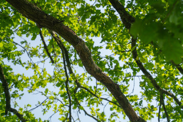 Fototapeta premium Green leaves and branches under a clear sky during daylight in a park setting