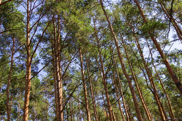 Fototapeta premium Pine forest. Tall trees against the blue sky.