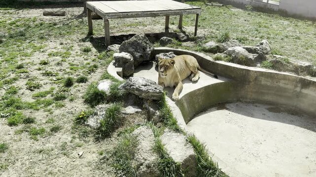 Lioness resting by an empty concrete pool in a zoo enclosure