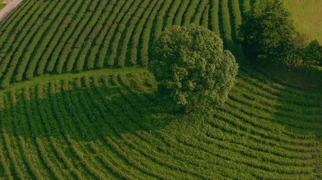 Tea workers harvesting on curved rows of hillside fields.