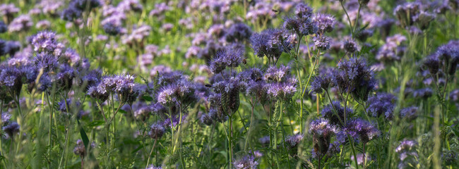 Fototapeta premium Fields of blooming purple flowers in sunlight near a green landscape during late spring season