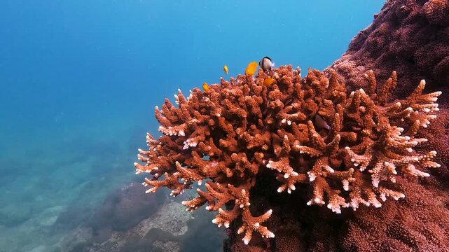 Small colorful fish navigate and hide within a lively hard coral reef. The clear blue water of Similan Islands Thailand reveals active marine life