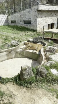 Lioness lying down by an empty pool in a zoo enclosure