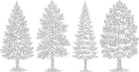 Collection of hand drawn outline sketch evergreen conifer pine trees isolated on transparent background for landscape design. © MD ALI STOCK